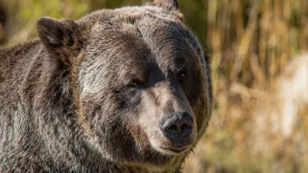 Grayscale Sees 2 Paths out of Bitcoin Bear Market as Key Catalysts Near