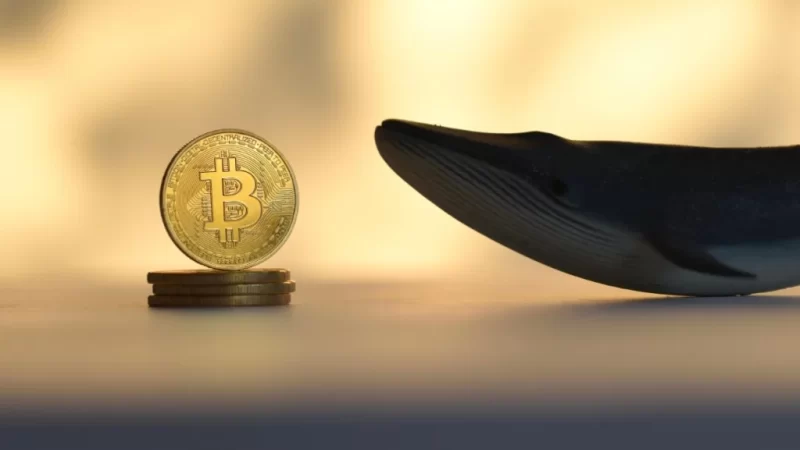 Bitcoin elite whales spike to a six-month high