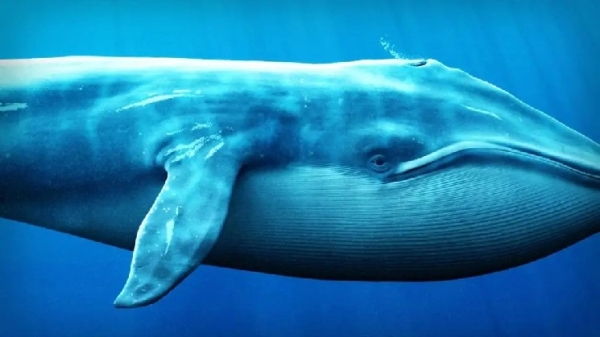 Expert Analyst Examines What the Big Whales Are Doing in Bitcoin Right Now